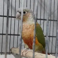 گرینچیک جفت مولد آناناسی ردویلوساید معاوضه باسنگال|پرنده|فردیس, منظریه|دیوار