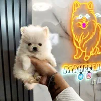 توی پودل - پامرانین خرسی -پامر عروسکی سگ آپارتمانی