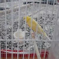 قناری ماده لیمویی  آماده|پرنده|فشاپویه, |دیوار