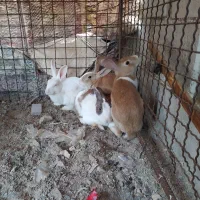 اردک جوجه رنگی در سیادک محمد رسول‌الله 11|حیوانات مزرعه|زاهدان, |دیوار