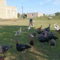 بوقلمون طبیعی