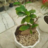 آدنیوم سایز ۶و ۸ قلمه پتوس ارتشی  بونسای و کاکتوس|گل و گیاه طبیعی|یزد, |دیوار