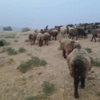 فروش گله میش و بز به طور کامل|حیوانات مزرعه|شیراز, شهرک گلستان|دیوار
