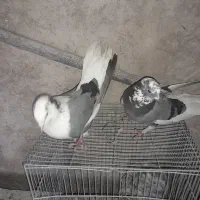 سلام نرماده