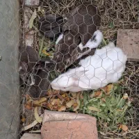 جفت خرگوش با بچه‌هاش