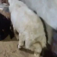 قوچ عراقی|حیوانات مزرعه|بندر ماهشهر, |دیوار