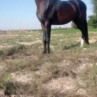 اسب خالص ایرانی