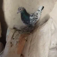 دو عدد کفتر نر قلدور فروشی