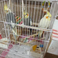 عروس هلندی