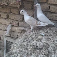 نر و ماده