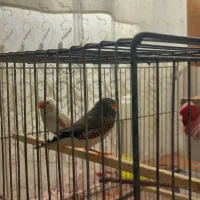 یک جفت فنج|پرنده|تبریز, |دیوار