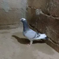 پلنگ