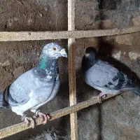 کفتر جفتگاه