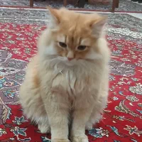 گربه پرشین دال فیس  نر  جهت جفگیری