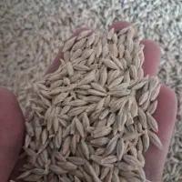 جو محلی آبی رقم جلگه تمیز برای بذر بدون علف