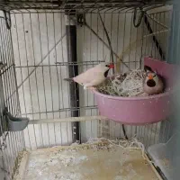 فنج بنگالی  با 3تا جوجه و قفس1000چند جفت کرباتی|پرنده|تهران, زهتابی|دیوار