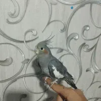 پرنده عروس هلندی ماده آماده