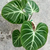 انواع گل و گیاهان آپارتمانی و کاکتوسها