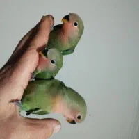 طوطی برزیلی|پرنده|ماهدشت, |دیوار