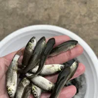 بچه ماهی آمور پاک کننده استخر شما