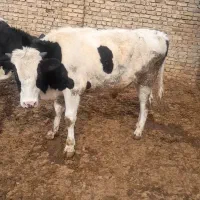 گوساله نیم گوشت