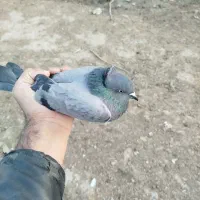 سالم|پرنده|انبارآلوم, |دیوار