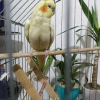 عروس هلندی|پرنده|فردیس, شهرک ۱۱۰|دیوار