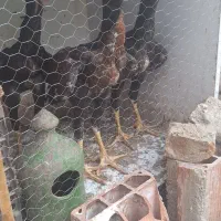 جوجه لاری دوتا خروس یه مرغ|حیوانات مزرعه|مینودشت, |دیوار