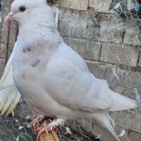 کبوتر طوقی ماده