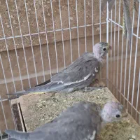 عروس هلندی