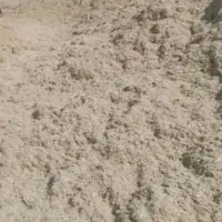 نیشکرنرم وتازه