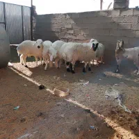 تعدادی بره نر فروشی چاق چاق|حیوانات مزرعه|نهبندان, |دیوار
