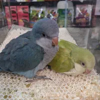 طوطی  راهب|پرنده|تهران, مجیدآباد|دیوار