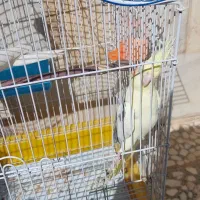 فروش عروس هلندی