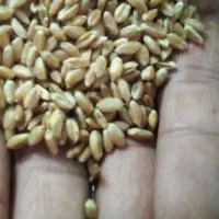 گندم سفید پیشگام