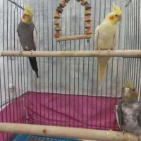 جفت عروس هلندی سخنگو مولد با جوجه|پرنده|اردبیل, |دیوار