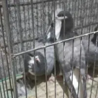 ماده خرقه