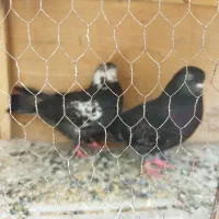 کبوتر وجوجه