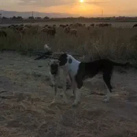 گمشده|حیوانات|قوچان, |دیوار