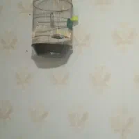 سهره