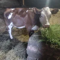گوساله سیمینتال اصل ماده