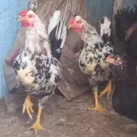 خروس گلین یکدست زیبا و خالدار