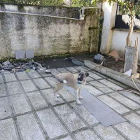 توله سرابی نژاد دار|سگ|تهران, جوادیه تهرانپارس|دیوار