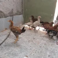 خروس و جوجه لاری و جوجه گلین|حیوانات مزرعه|بیرجند, |دیوار
