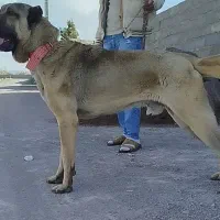فروش