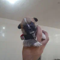 سگ عروسکی فنجونی