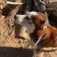 سگ هاسکی