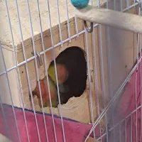 طوطی برزیلی|پرنده|برازجان, |دیوار