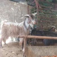 فروش بز و چپش چاق برا نذری