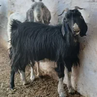 بز سرحال جوان دونه ای ۵۵۰۰